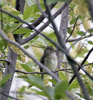 Alder Flycatcher-  tentative